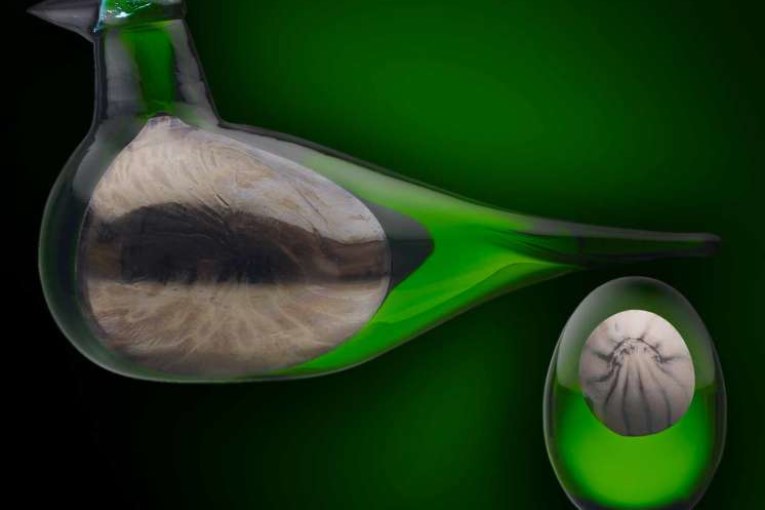 Lakla, de groene glanzende rietgans